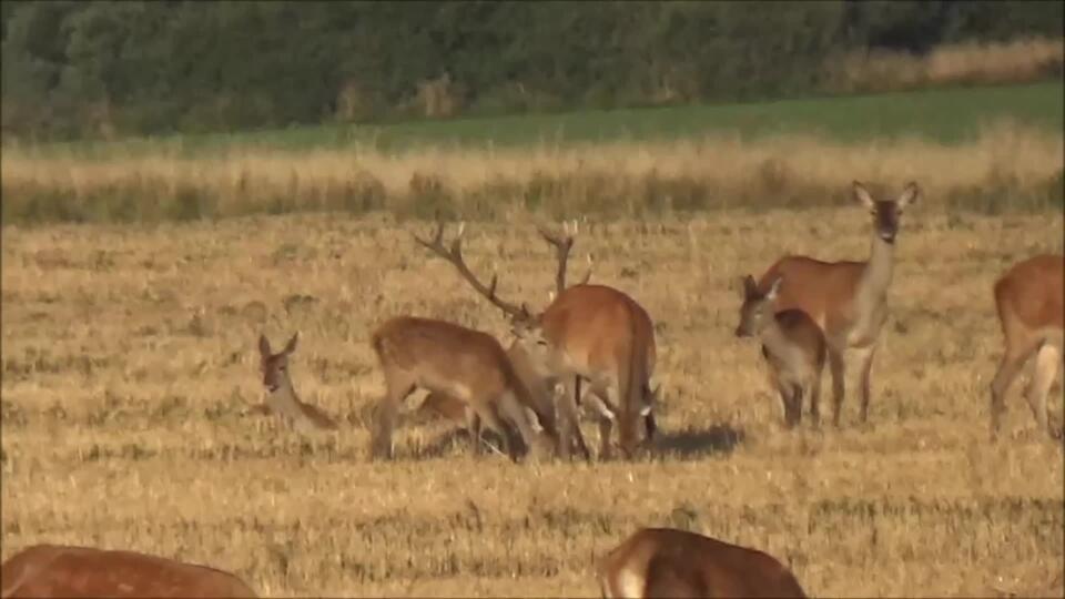 VIDEO: Ranná jelenia siesta, alebo, keď kráľ odpočíva