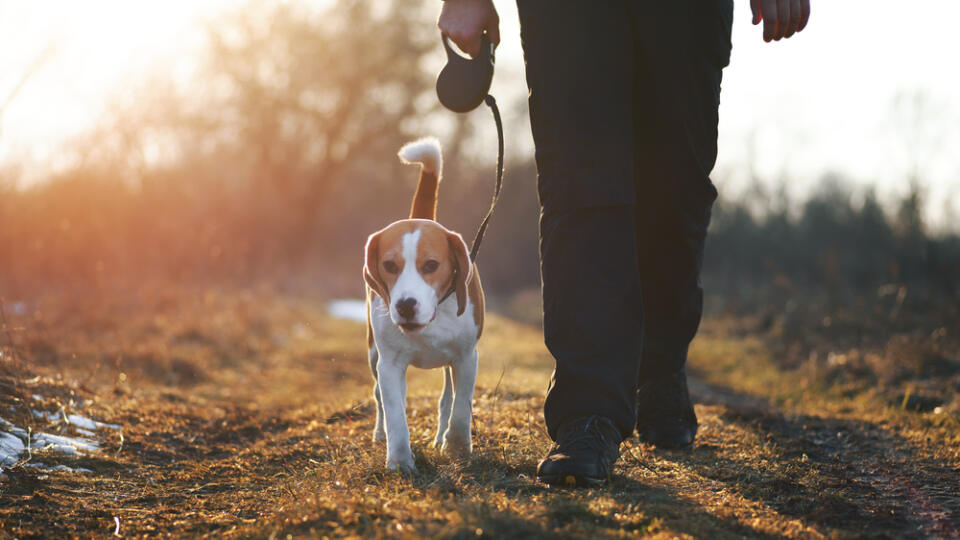 Dog,Training,"heel",Command.,Cute,Beagle,Dog,On,Retractable,Leash