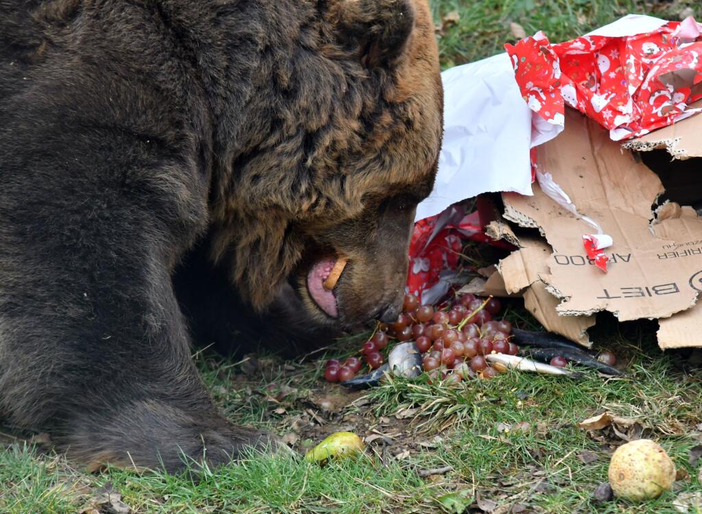 V košickej ZOO 17. decembra 2019 zvieratká dostali vianočné darčeky, ktoré rozbalili a skonzumovali. Na snímke medveď hnedý Žabo. FOTO TASR – Roman Hanc