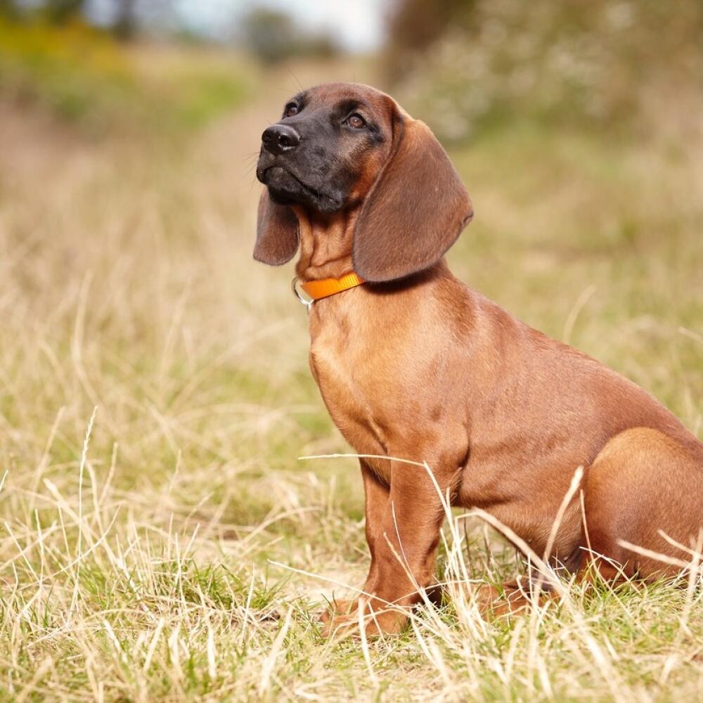 Bavarian mountain scenthound outdoor on summer meadow