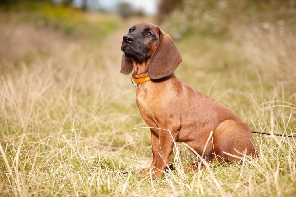 Bavarian mountain scenthound outdoor on summer meadow