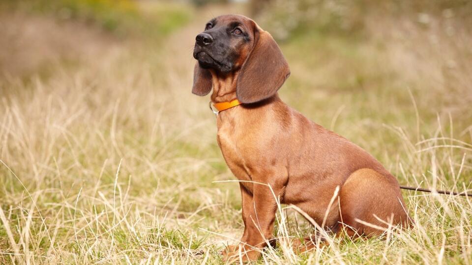 Bavarian mountain scenthound outdoor on summer meadow