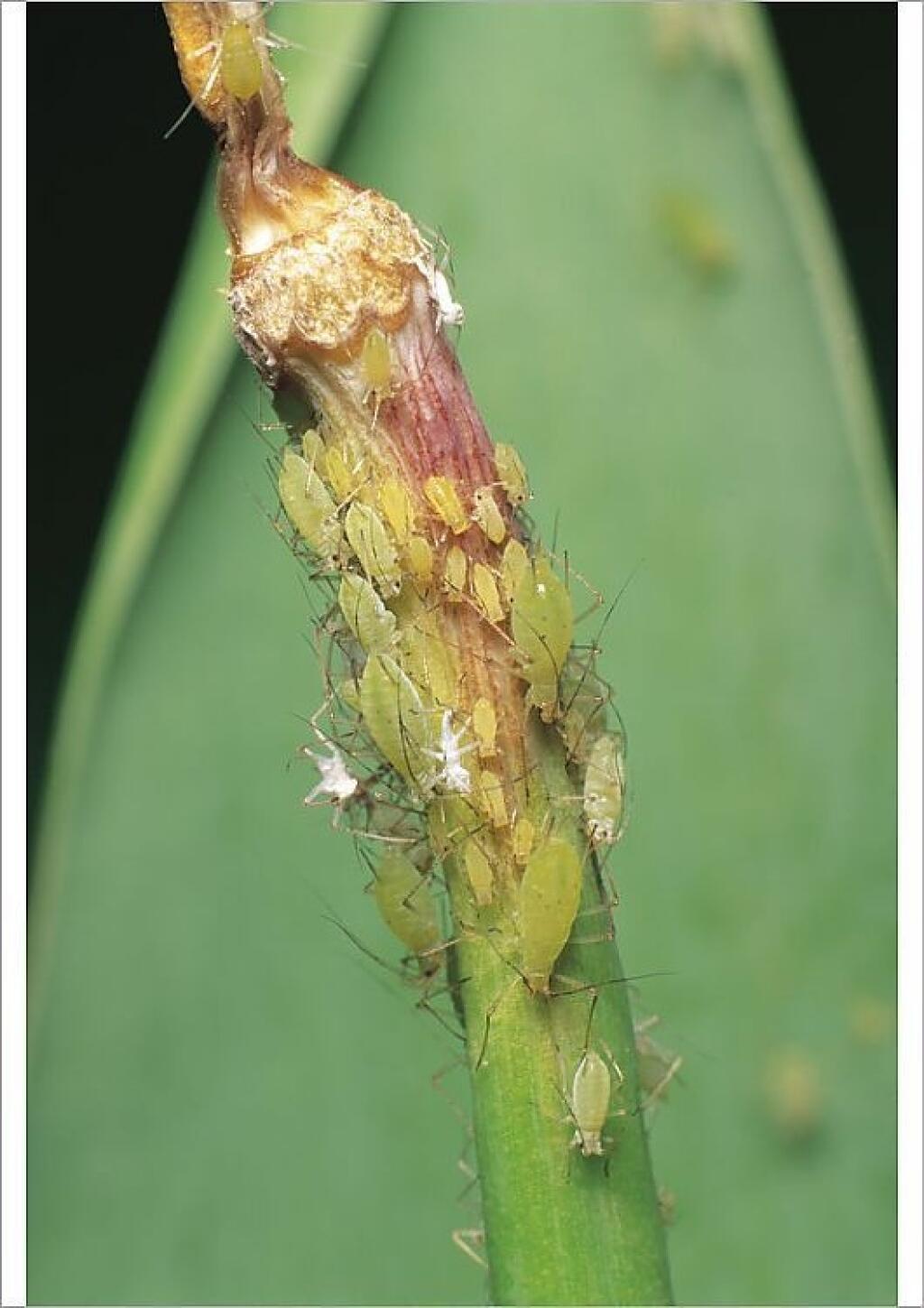 Ďalším prenášačom je voška zemiaková (Macrosiphium euphorbiae).
