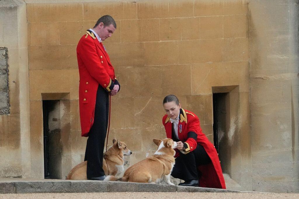 Na snímke psi plemena corgi Muick a Sandy čakajú na rakvu s pozostatkami zosnulej britskej kráľovnej Alžbety II.