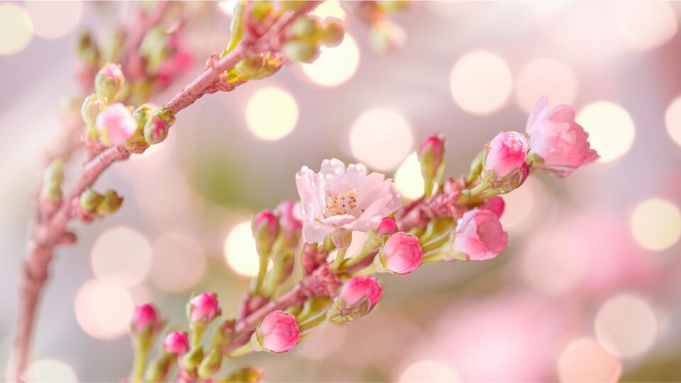 Višňa chĺpkatá ‘Autumnalis’ (Prunus subhirtella)