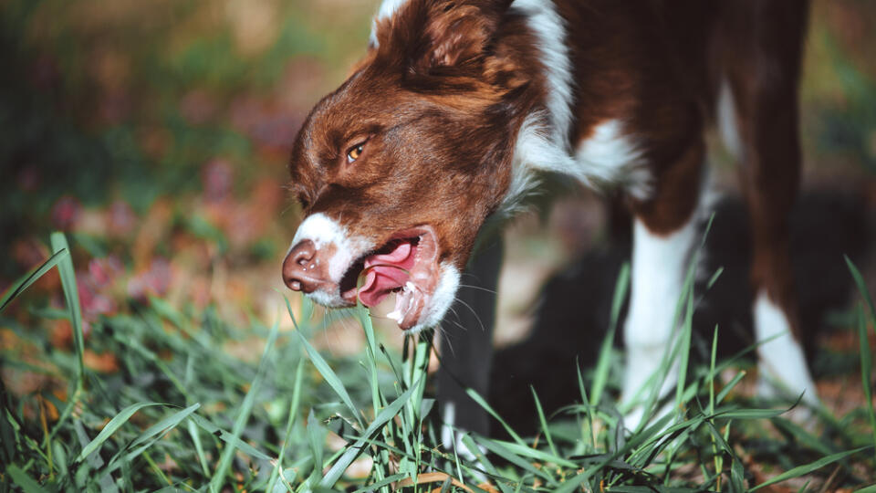 Portrait,Of,A,Puppy,Breeds,A,Border,Collie,Of,Chocolate