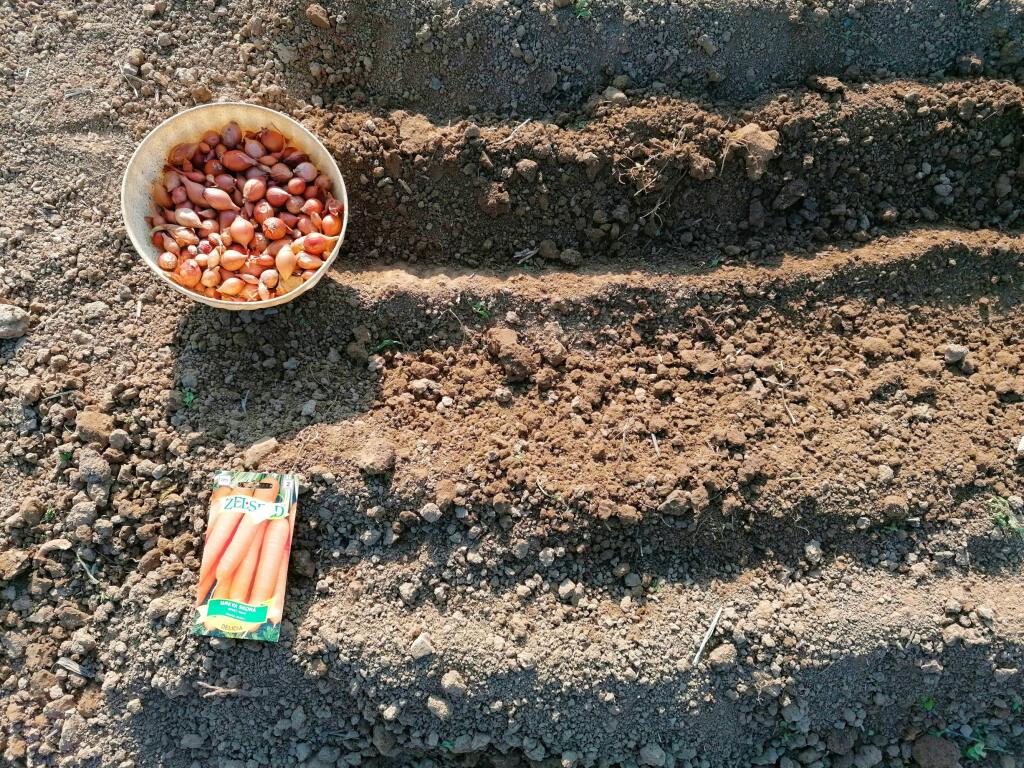 Počas vegetácie je dôležitá pravidelná závlaha a pravidelné prihŕňanie hrobčekov.