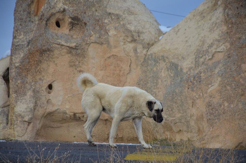 Kangal.