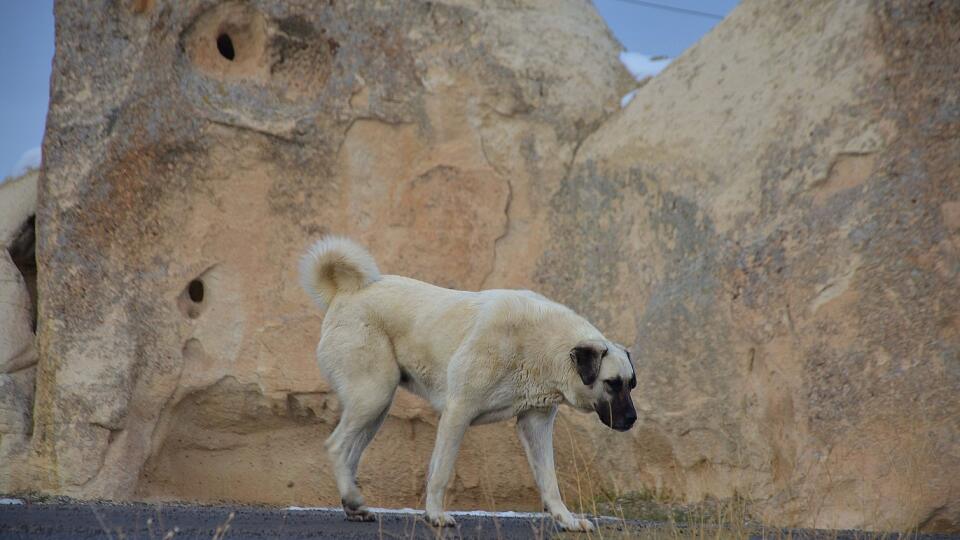 Kangal.