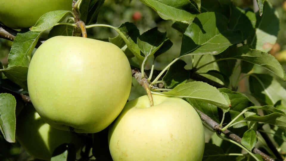 Jablká majú byť krásne, zaujímavé a na trhu žiadané. Medzi najobľúbenejšie rozhodne patrí odroda ‘Golden Delicious’.