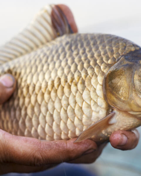 KVÍZ PRE EXPERTOV: Poznáte najmenšie lovné miery týchto druhov rýb?