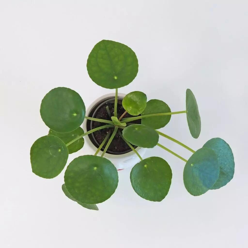 5. Pilea peperomioides, www.plantizia.sk, 6,90 €
