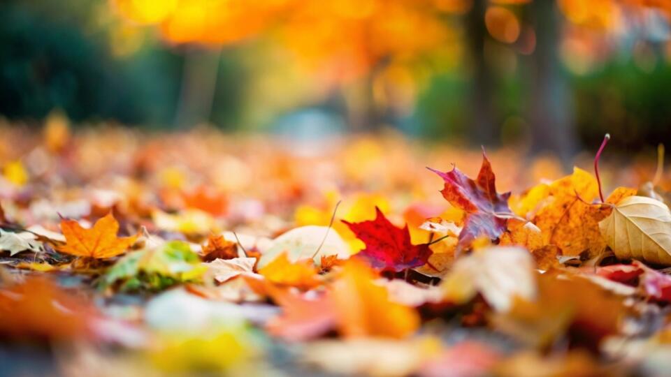 A,Close-up,Of,Autumn,Leaves,Scattered,On,The,Ground,,Displaying