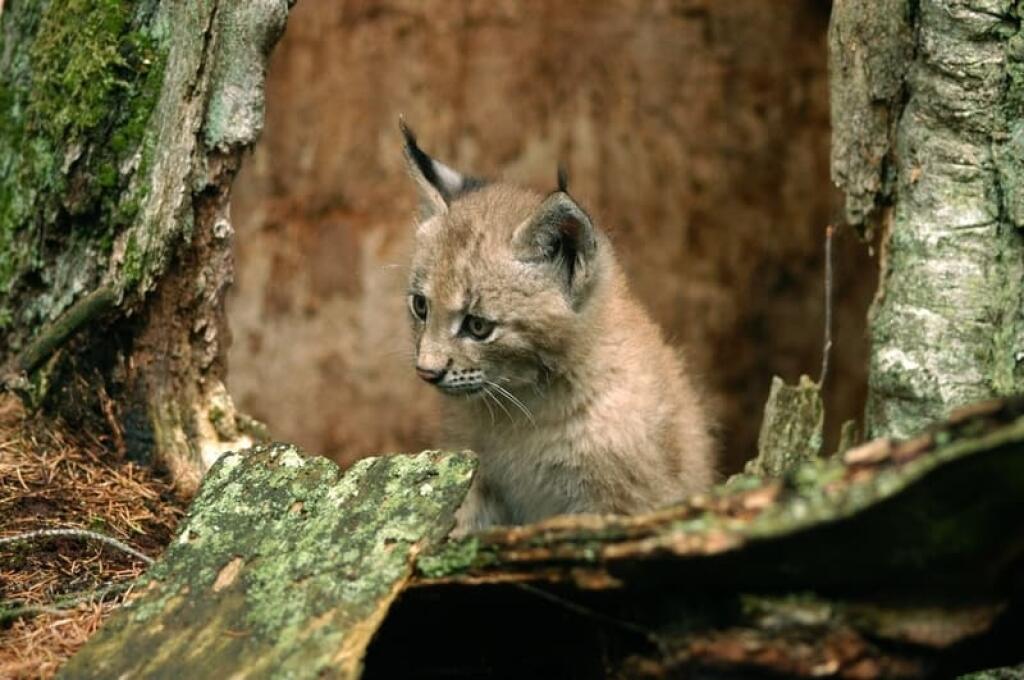Rys ostrovid (Lynx lynx) je naša najväčšia voľne žijúca mačkovitá šelma. Rysici sa rodia spravidla 2-3 mláďatá. Svojou milotou pripomínajú malé mačiatka, ale určite nimi nie sú. Vraví sa že žije tajomným životom a stretnúť ich v prírode je vzácnosť.