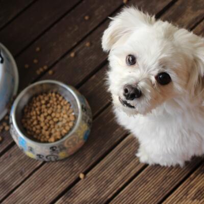 5 chýb, ktoré možno aj vy robíte pri kŕmení svojho psa