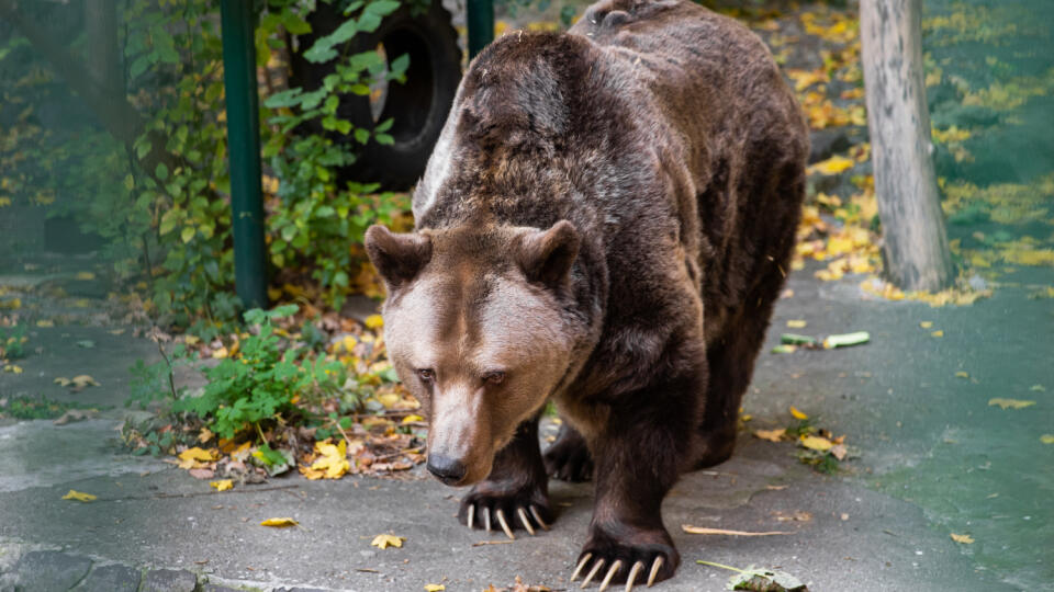 Zazimovanie zvierat v bratislavskej zoologickej záhrade.