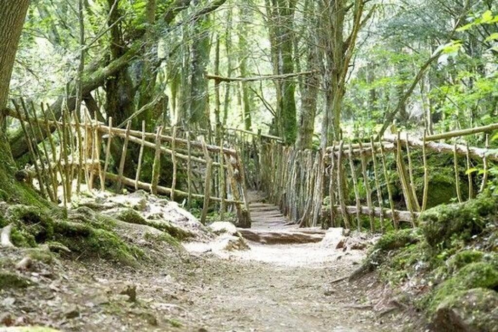 Лес 21 век. Пазлвуд. Лес Пазлвуд. Forest of Dean.