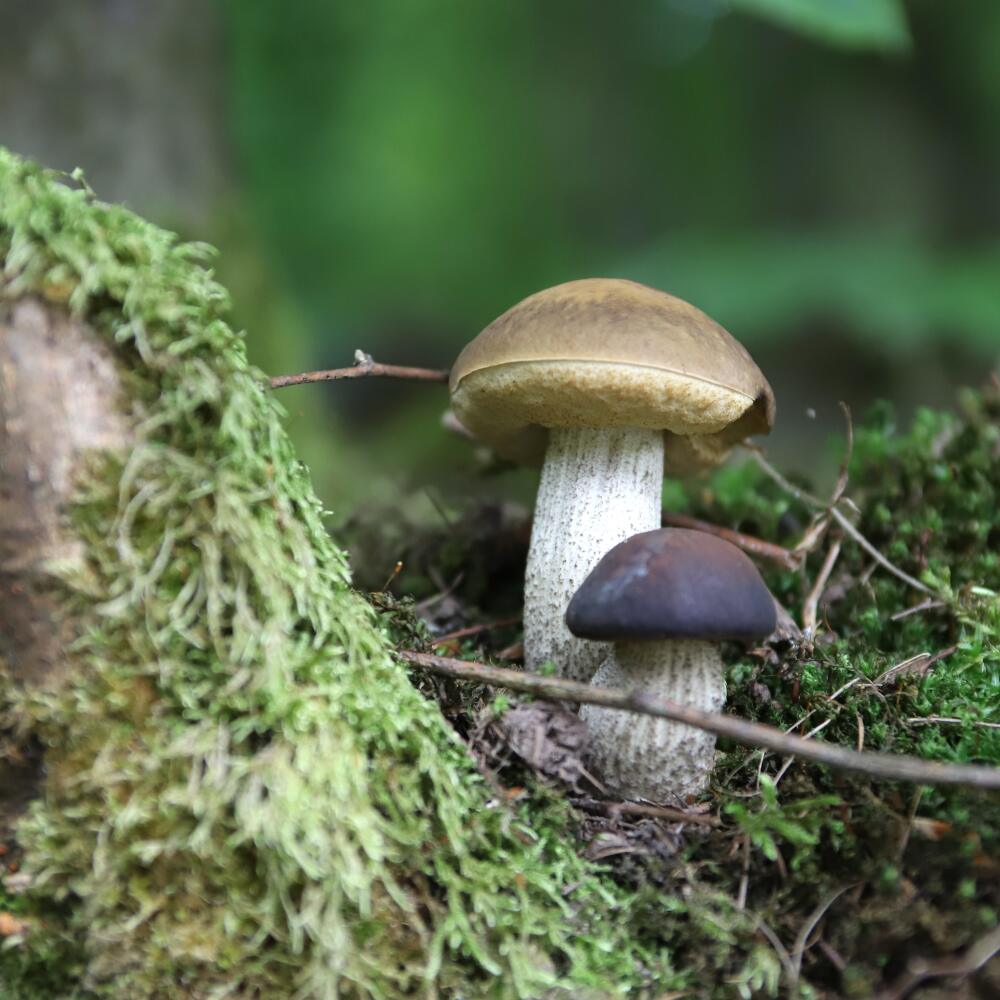 Hubárska sezóna v lesoch pri Zvolene úspešne pokračuje. Hubári si aj v tomto horúcom letnom období môžu z Môťovských lesov priniesť dubáky, kozáky a suchohríby. Na snímke kozáky v lese v Môťovej 9. augusta 2020. FOTO TASR - Ján Krošlák