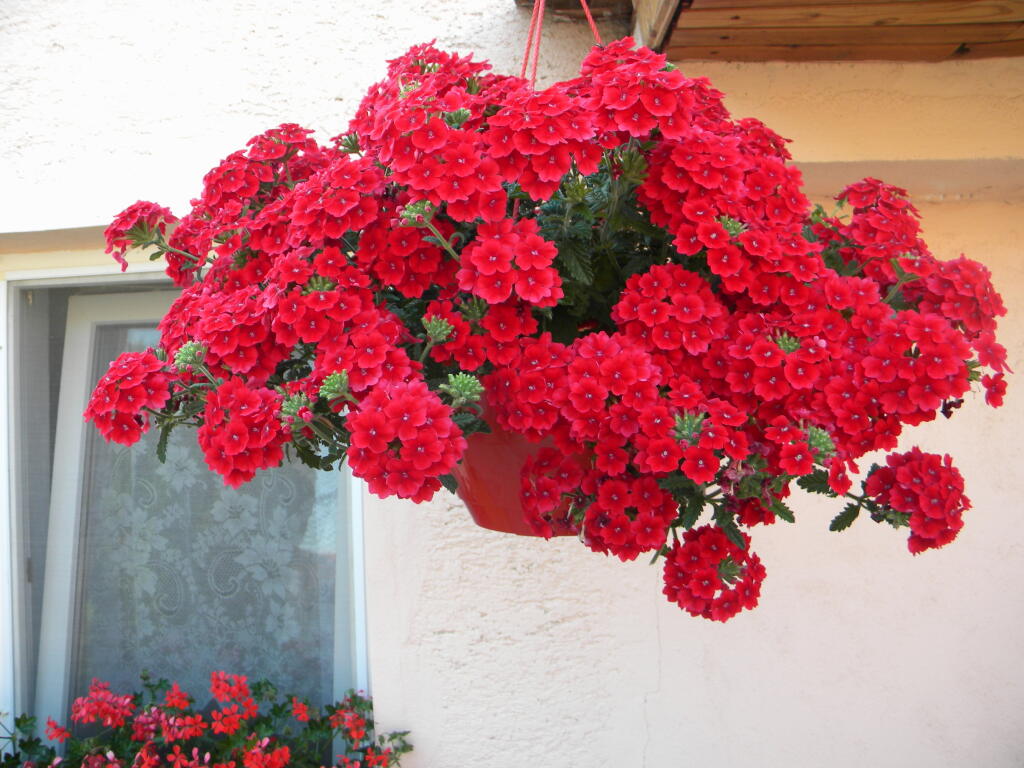 Verbena