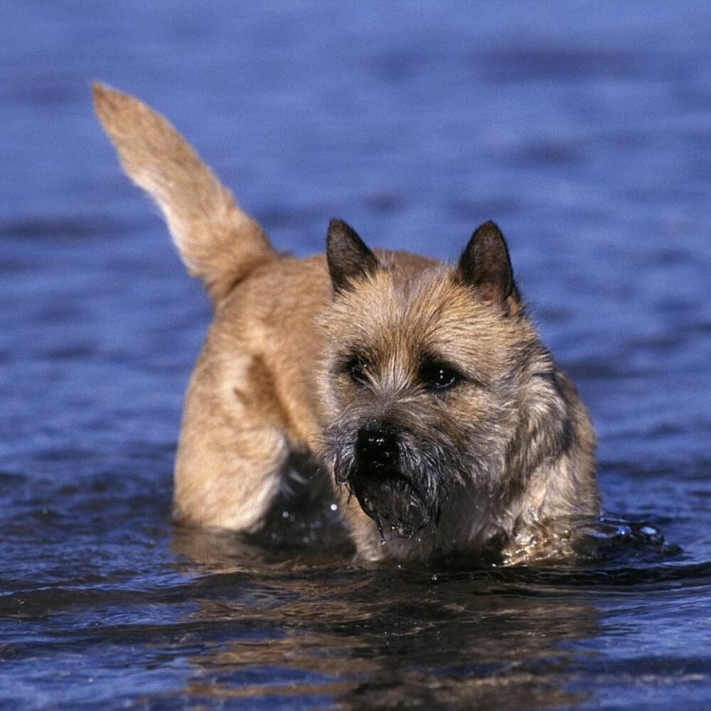 Cairn Terrier