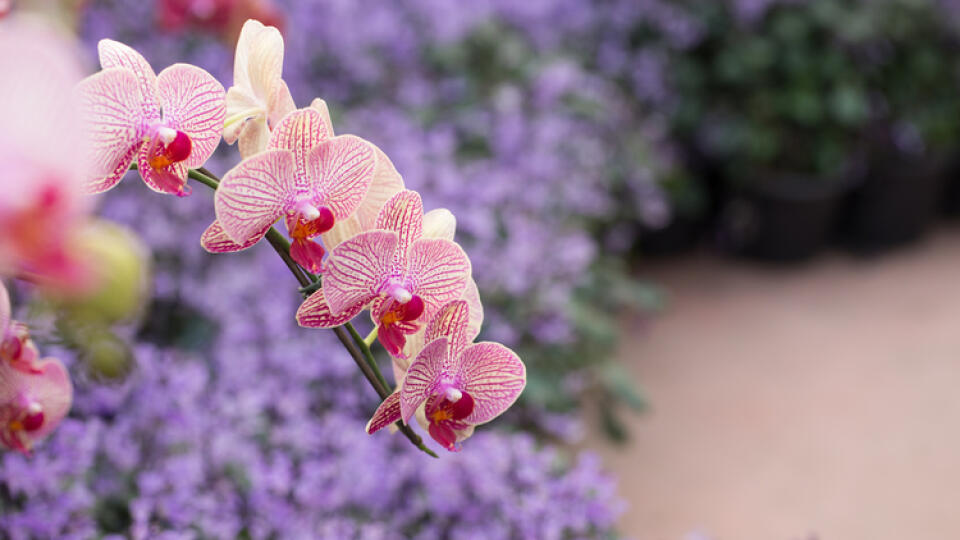 Orchidey potrebujú svetlý tieň.