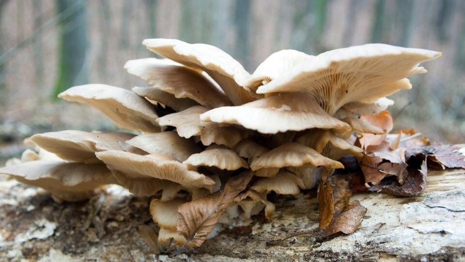 Pleurotus ostreatus