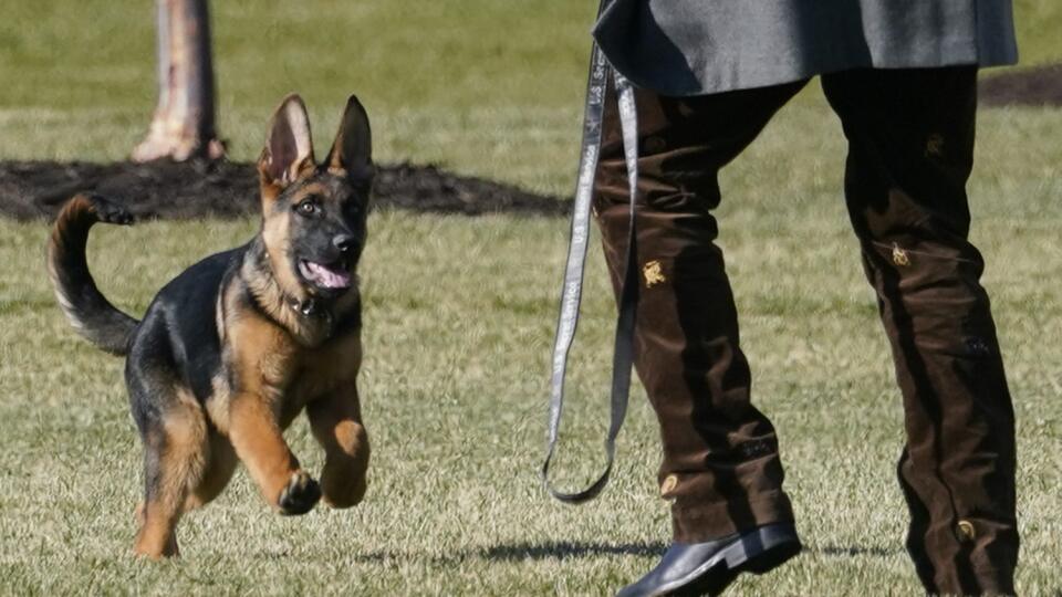 WA 29 Washington - Peter Neal, snúbenec Naomi Bidenovej, dcéry amerického prezidenta Joea Bidena, sa hrá so šteňaťom nemeckého ovčiaka, novým štvornohým obyvateľom  Bieleho domu, ktoré dostalo meno Commander vo Washingtone v piatok 24. decembra 2021.  Commander sa narodil 1. septembra a do Bieleho domu ho priviedli v pondelok 20. decembra. Išlo o dar od prezidentovho brata Jamesa a švagrinej Sary, spresnil hovorca prvej dámy Michael LaRosa. Bidenovci mali pred príchodom Commandera v Bielom dome 