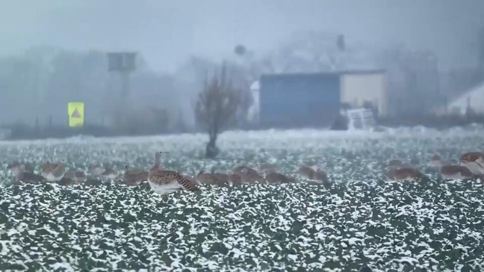 Dropy sa na Sysľovských poliach na zimovisku takto ukázali 2. decembra na prvom snehu