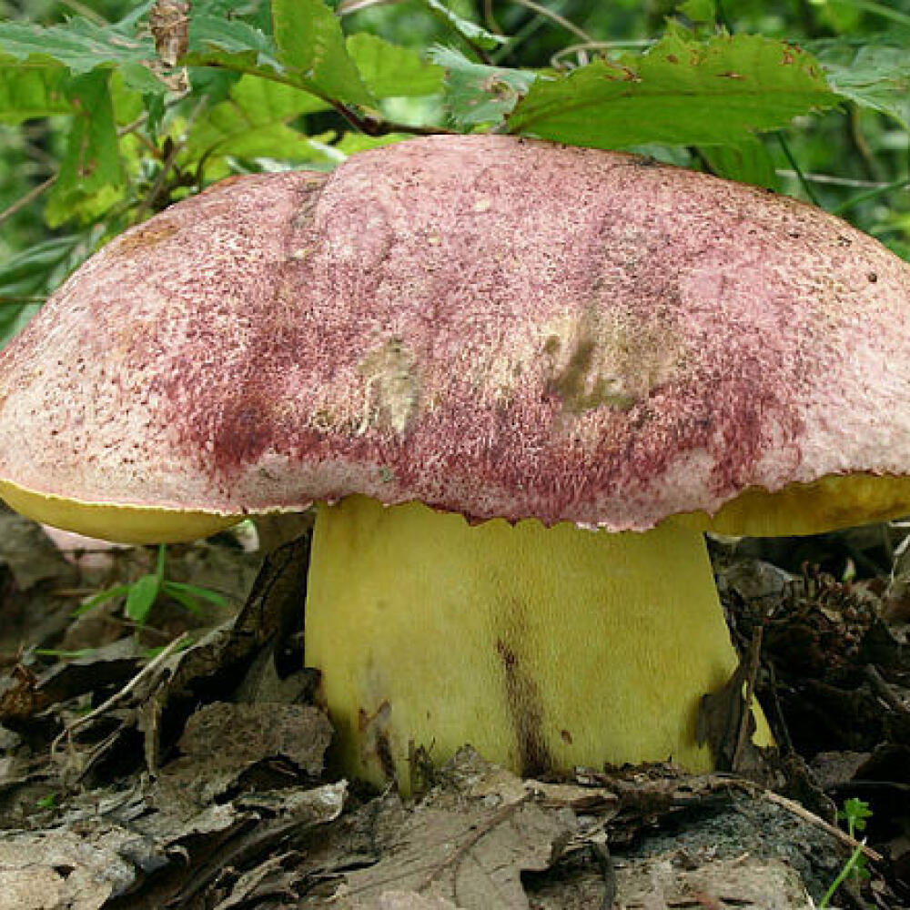 Hríb kráľovský