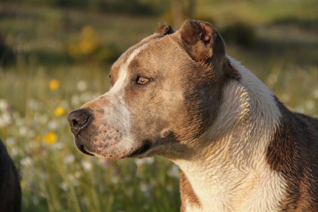 Pitbul.