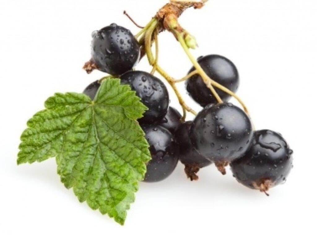 Odroda čiernej ríbezle Little black sugar