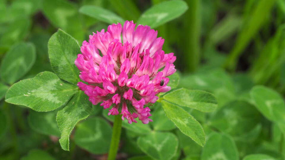 Dark,Pink,Flower.,Red,Clover,Or,Trifolium,Pratense,Inflorescence,,Close