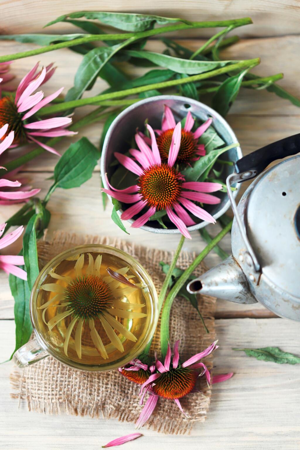 Echinacea v organizme podporuje činnosť bielych krviniek, ktoré sú nápomocné pri ničení mnohých chorôb.