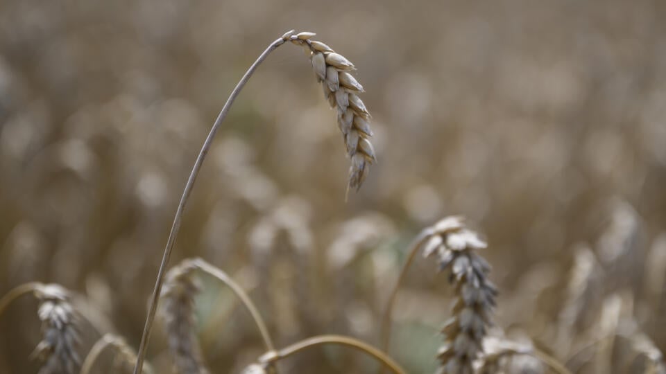Na snímke žito počas žatvy na poľnohospodárskom družstve Agro Voderady v Slovenskej Novej Vsi v obci Slovenská Nová Ves v okrese Trnava v pondelok 8. júla 2024. Na poli sa v pondelok uskutočnila tlačová konferencia o priebehu tohtoročnej žatvy na poľnohospodárskom družstve Agro Voderady. Tlačovej konferencie sa zúčastnili predseda vlády SR Robert Fico (Smer-SD), minister pôdohospodárstva a rozvoja vidieka SR Richard Takáč (Smer-SD), predseda Slovenskej poľnohospodárskej a potravinárskej komory (