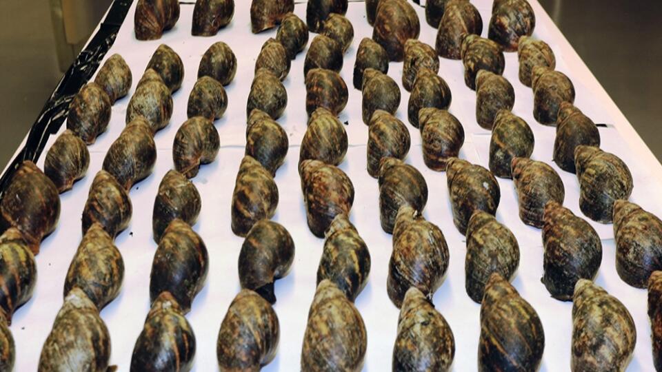 Giant Snails Seized