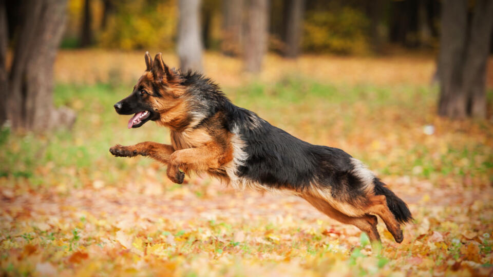 German,Shepherd,Dog,Playing,In,Autumn