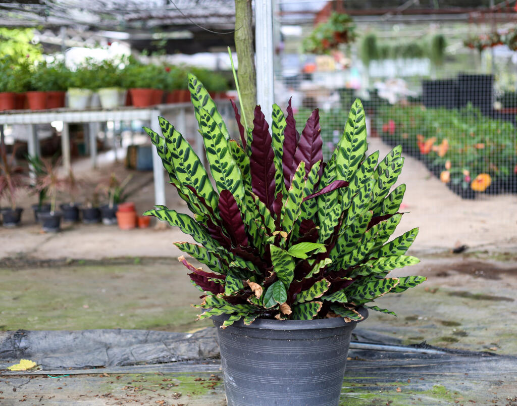 Potted,Calathea,Lancifolia,,Rattlesnake,Plant,Leaves,Are,Striped,With,Alternating