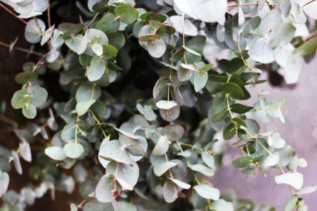 Eukalyptus Gunnov ‘Azura’ (Eucalyptus gunnii)