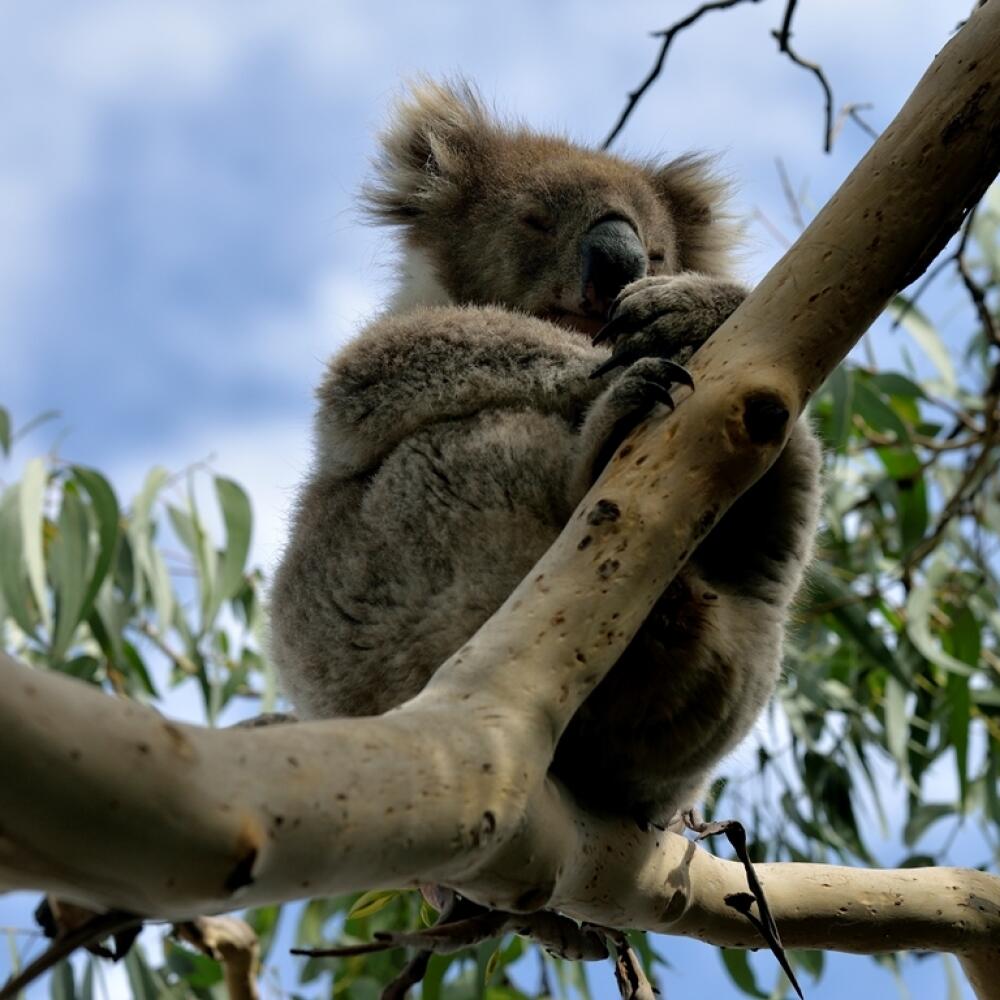 Koala sa nikdy neponáhľa.