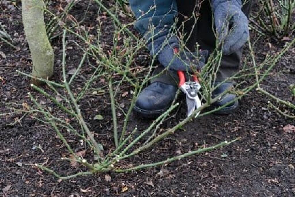 Нужно ли обрезать розы осенью. Обрезка почвопокровных роз весной. Посадка почвопокровных роз весной. Обрезка почвопокровных роз осенью.