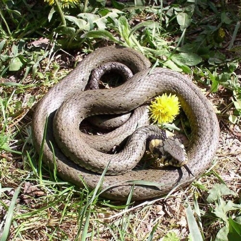 Užovka obojková