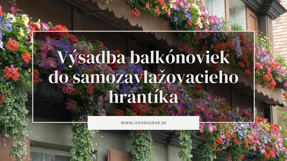 Výsadba BALKÓNOVÝCH RASTLÍN do samozavlažovacej debničky