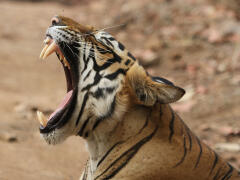 Neuveriteľná sila prírody: Takto ďaleko sa dokáže šíriť tigrí rev