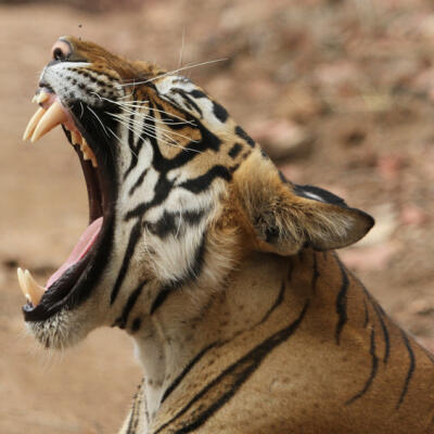 Neuveriteľná sila prírody: Takto ďaleko sa dokáže šíriť tigrí rev