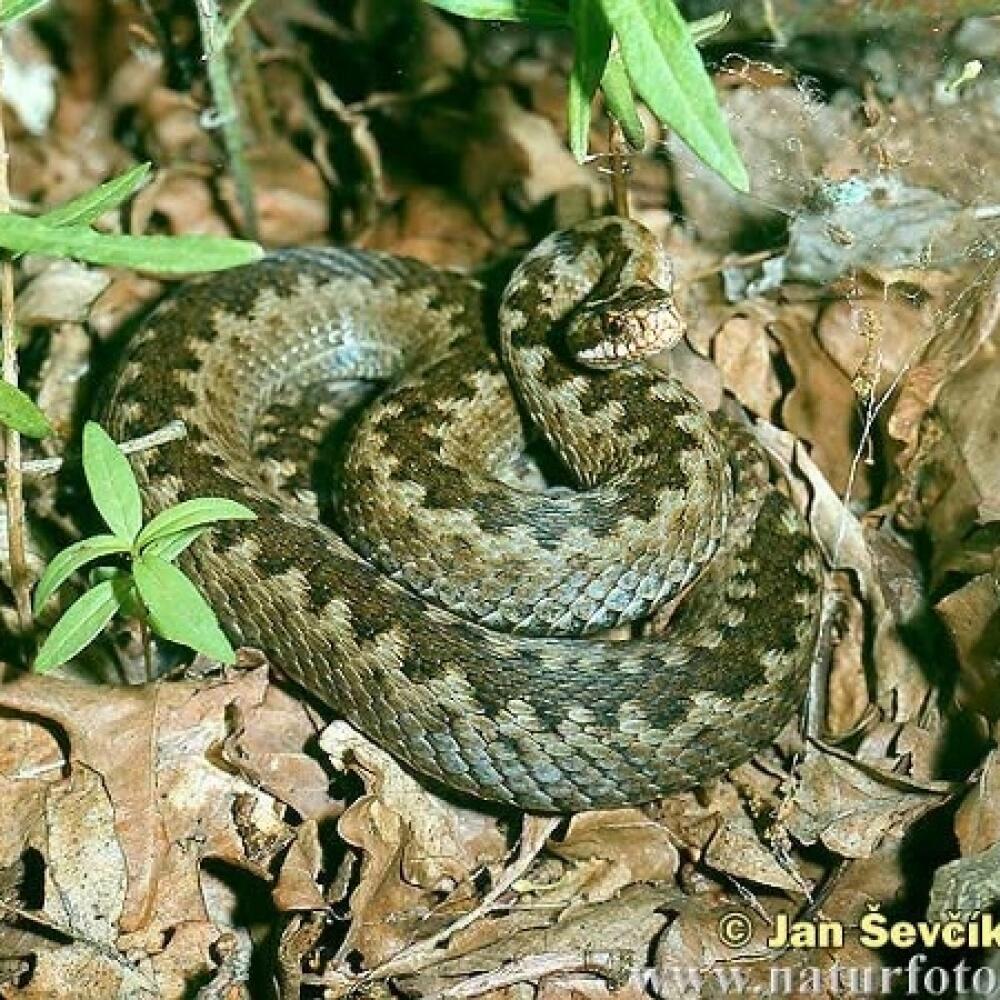 Vretenica severská