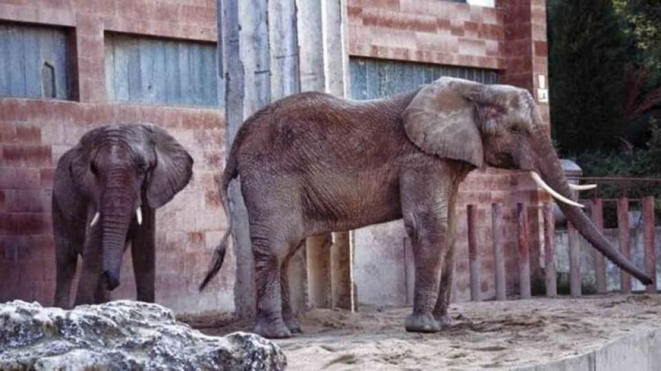 Najväčším lákadlom bojnickej zoo sú slony africké.