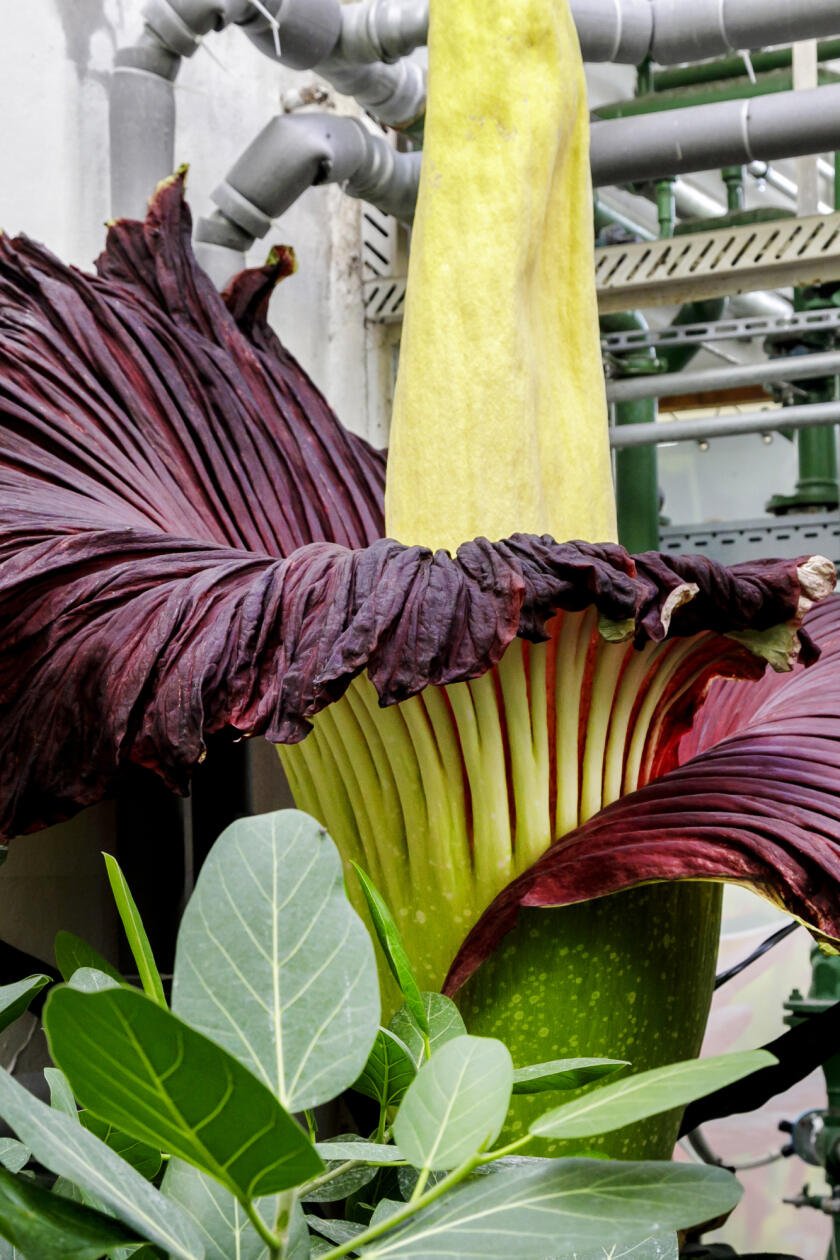 Na snímke raritný kvet rastliny s názvom Amorphophallus titanum, ktorý rozkvitol v Botanickej záhrade Univerzity Komenského (UK) v Bratislave. Má vyše dvoch metrov a kvitne iba jeden deň a raz za niekoľko rokov. Amorphophallus titanum pochádza z ostrova Sumatra v Indonézii. Je to jediné miesto na svete, kde sa vyskytuje vo voľnej prírode, aj tam však už patrí k ohrozeným druhom pre klčovanie tamojších tropických pralesov. V Bratislave 7. augusta 2024. FOTO TASR - Dano Veselský