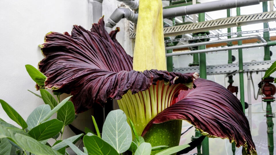 Na snímke raritný kvet rastliny s názvom Amorphophallus titanum, ktorý rozkvitol v Botanickej záhrade Univerzity Komenského (UK) v Bratislave. Má vyše dvoch metrov a kvitne iba jeden deň a raz za niekoľko rokov. Amorphophallus titanum pochádza z ostrova Sumatra v Indonézii. Je to jediné miesto na svete, kde sa vyskytuje vo voľnej prírode, aj tam však už patrí k ohrozeným druhom pre klčovanie tamojších tropických pralesov. V Bratislave 7. augusta 2024. FOTO TASR - Dano Veselský