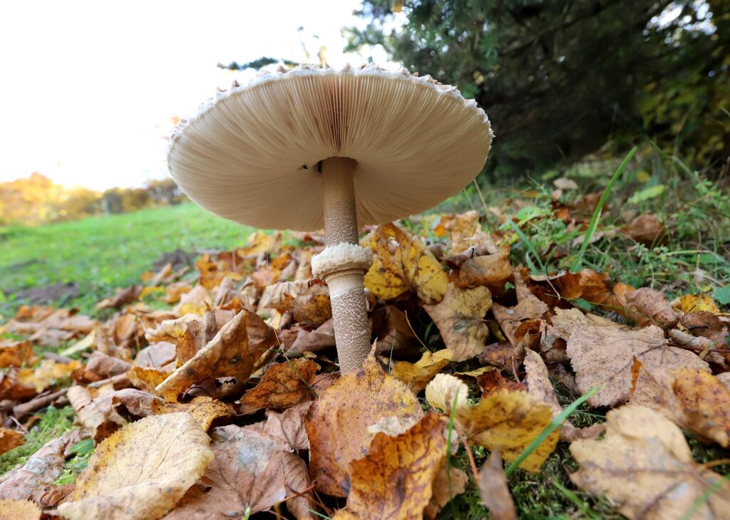 Bedle, na rozdiel od bedličiek, majú na hlúbiku posuvný prsteň, ktorý sa dá takmer vždy ľahko oddeliť.