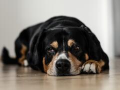 Neskutočné: Psy dokážu vyňuchať vôňu... TO NAOZAJ?